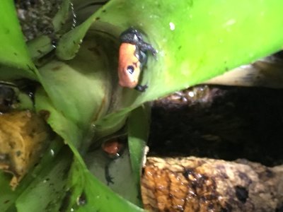 Två blue jeans på väg att stiga upp.