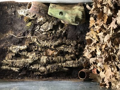 Den vänstra burken som bebos av 1.0.3 Oophaga pumilio 'Bastimentos'