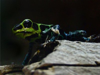 Raanitomeya imitator 'Cainarachi' (nominat)