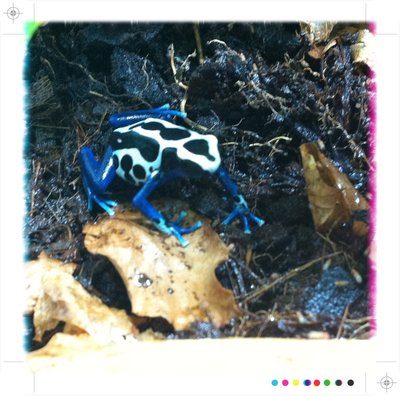 Dendrobates tinctorius 'Oyapock'