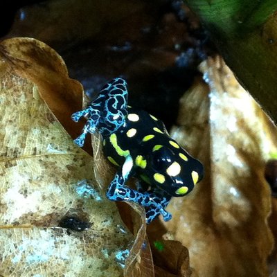 Ranitomeya vanzolini