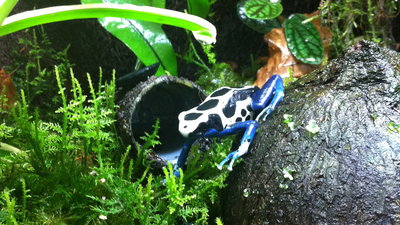 Dendrobates tinctorius 'Oyapock'