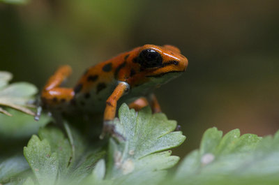 Oophaga pumilio Bastimentos, 2-3 veckor ung.