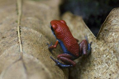 Oophaga sp. Escudo, ungefär en månad ung.