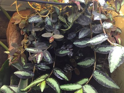 2017-01-12 13.54.39.jpg