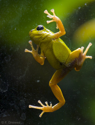 Oophaga pumilio 'Boca del Drago'