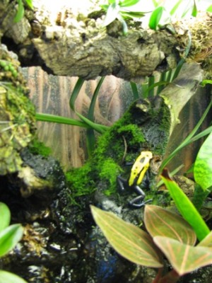 mera citronella