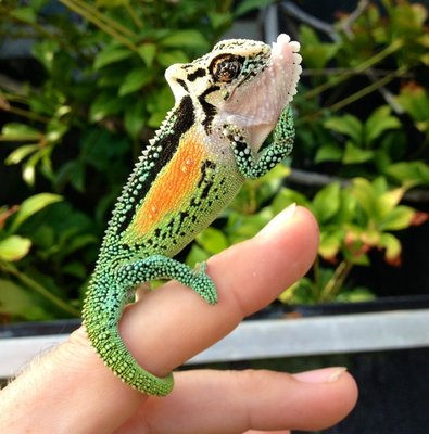 1.0 Bradypodion thamnobates (adult)