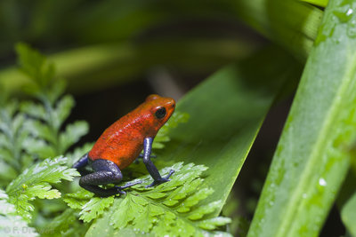 Oophaga pumilio 'Blue Jeans'