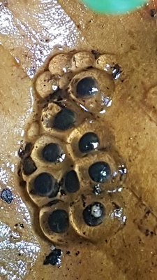Eggs!