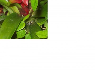 R. ventrimaculata.JPG