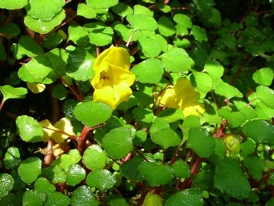 Impatiens_repens01.jpg