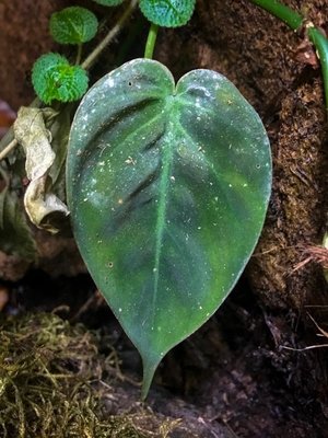 Philodendron.JPG