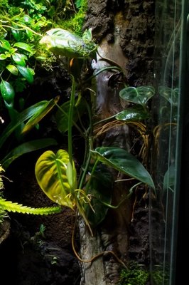 Philodendron2.JPG