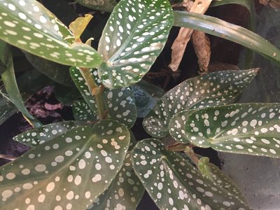 2017-04-27 16.26.24.jpg