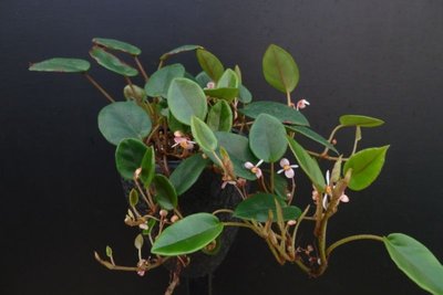 Begonia elaeagnifolia 'Schulzei'.JPG