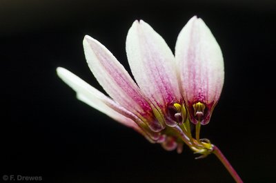 IMGP5993.jpg