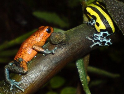 Pumilio + Lamasi.jpg