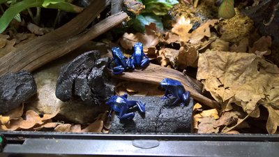 WP_20170412_11_52_02_Rich.jpg