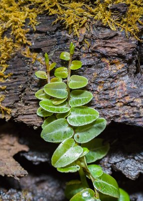 Marcgravia umbellata