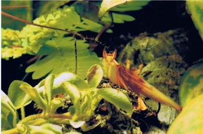 Min orkidébönsyrsa (Hymenopus coronatus)