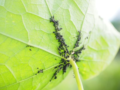 lice-1271992_1920.jpg