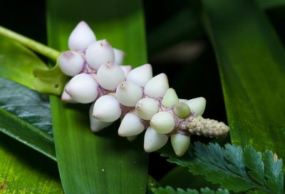 Anthurium scandens