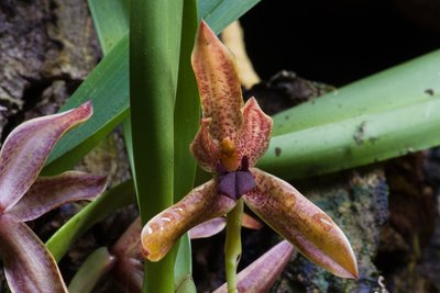 Maxillaria meleagris