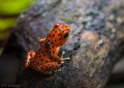 Oophaga pumilio Bastimentos (hona)