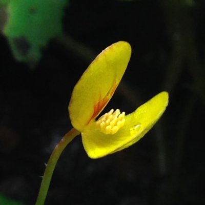 Begonia prismatocarpa