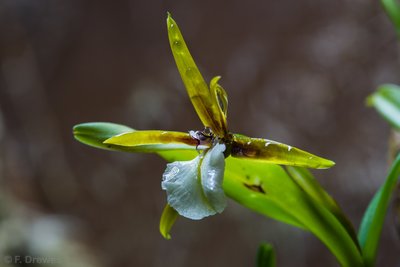 Encyclia polybulbon