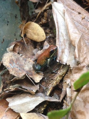 Oophaga pumilio ryan.JPG