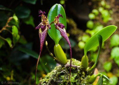 Bulbophyllum fascinator