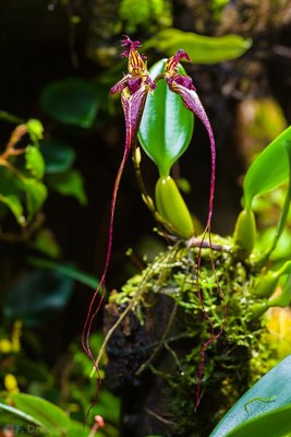 Bulbophyllum fascinator