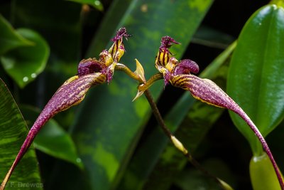 Bulbophyllum fascinator
