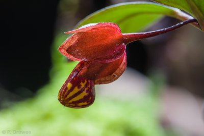 Nematanthus gregarius