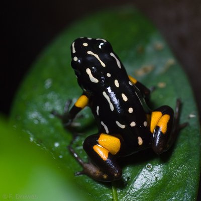 _IMG1378.jpg (554.43 KiB) Visad 8811 gånger Adelphotabes castaneoticus