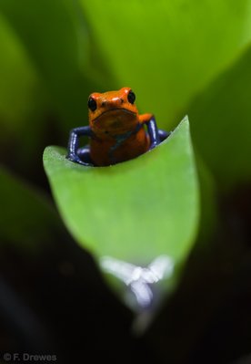 _IMG1415.jpg (251.74 KiB) Visad 8466 gånger Oophaga pumilio "Blue Jeans"