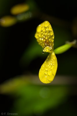 Begonia prismatocarpa