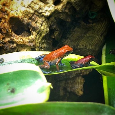 35CCFFEF-D8A5-4FDE-A7CB-2E04842DEE40.jpeg (2.17 MiB) Visad 8388 gånger Hanne med avkomma