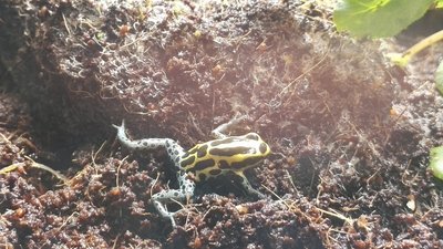 IMG_20180205_092755.jpg (6.3 MiB) Visad 8362 gånger Min kvarvarande Ranitomeya Amazonica F-G :)