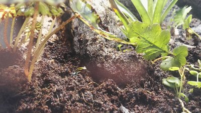 IMG_20180205_092747.jpg (9.67 MiB) Visad 8323 gånger Ber om ursäkt för samma groda igen. Har juh tyvärr bars en kvar