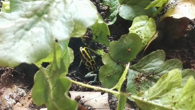 Ranitomeya Amazonica F-G