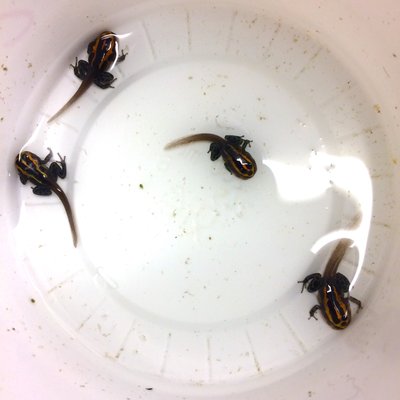 Några till på väg. :D