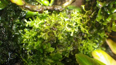 Riccia Fluitans.JPG