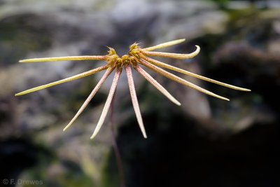 _IMG1892.jpg (353.37 KiB) Visad 8443 gånger Bulbophyllum makoyanum