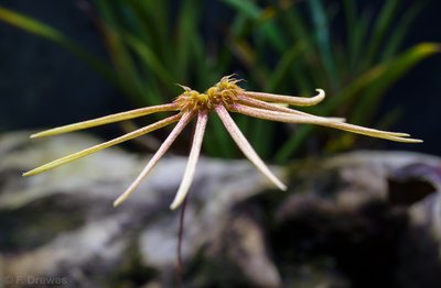 _IMG1900.jpg (344.73 KiB) Visad 8443 gånger Bulbophyllum makoyanum