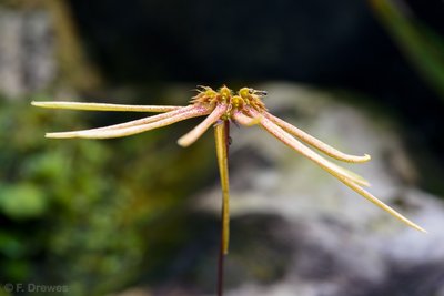 _IMG1879.jpg (325.31 KiB) Visad 8443 gånger Bulbophyllum makoyanum