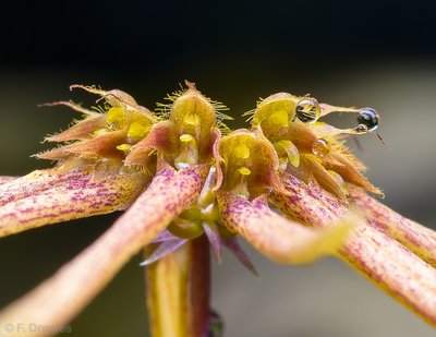 Bulbophyllum makoyanum