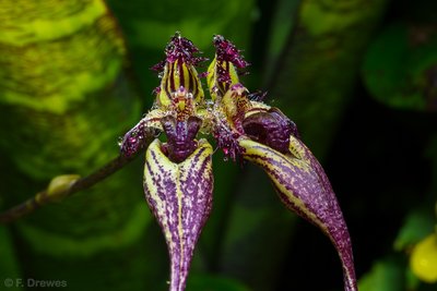 Bulbophyllum fascinator